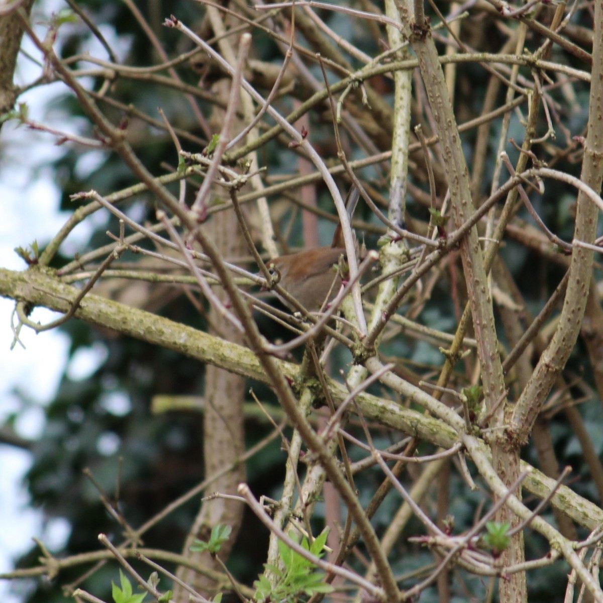 Cetti's Warbler - ML614943501