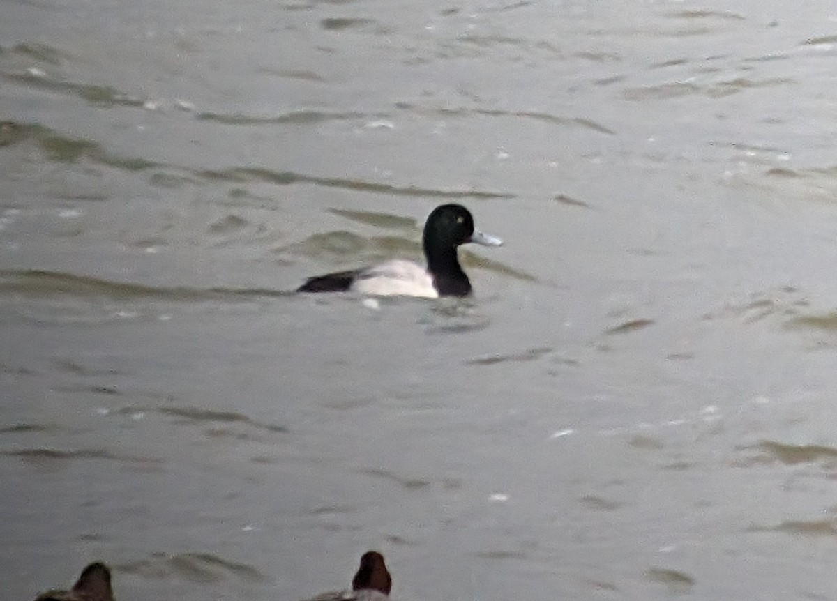 Greater Scaup - Brendan Doe