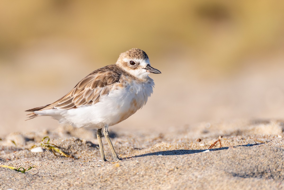 Red-breasted Dotterel - ML614943513