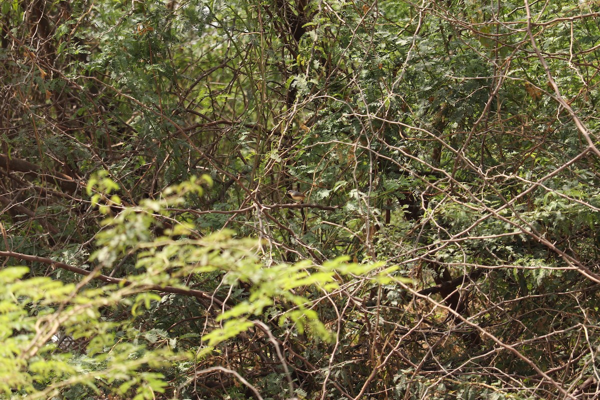 Ashy Prinia - ML614943528