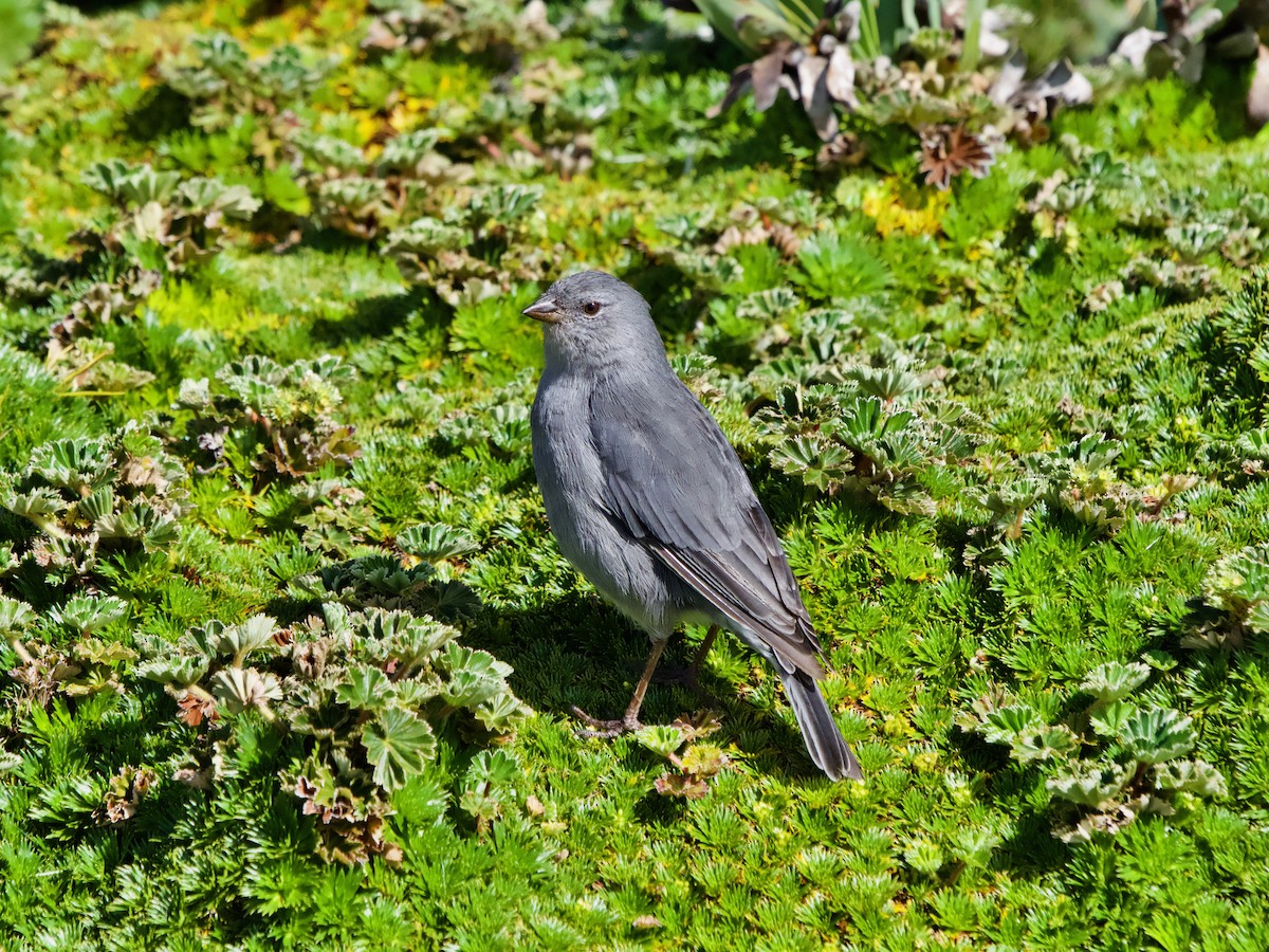 Plumbeous Sierra Finch - ML614943591