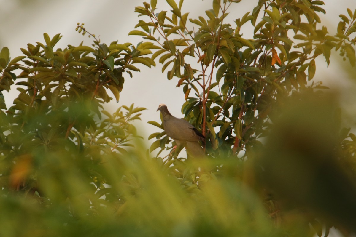 Pigeon à couronne blanche - ML614943594
