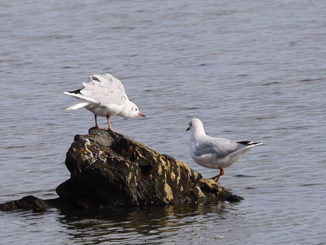 Brown-hooded Gull - Mohini Rawool-Sullivan