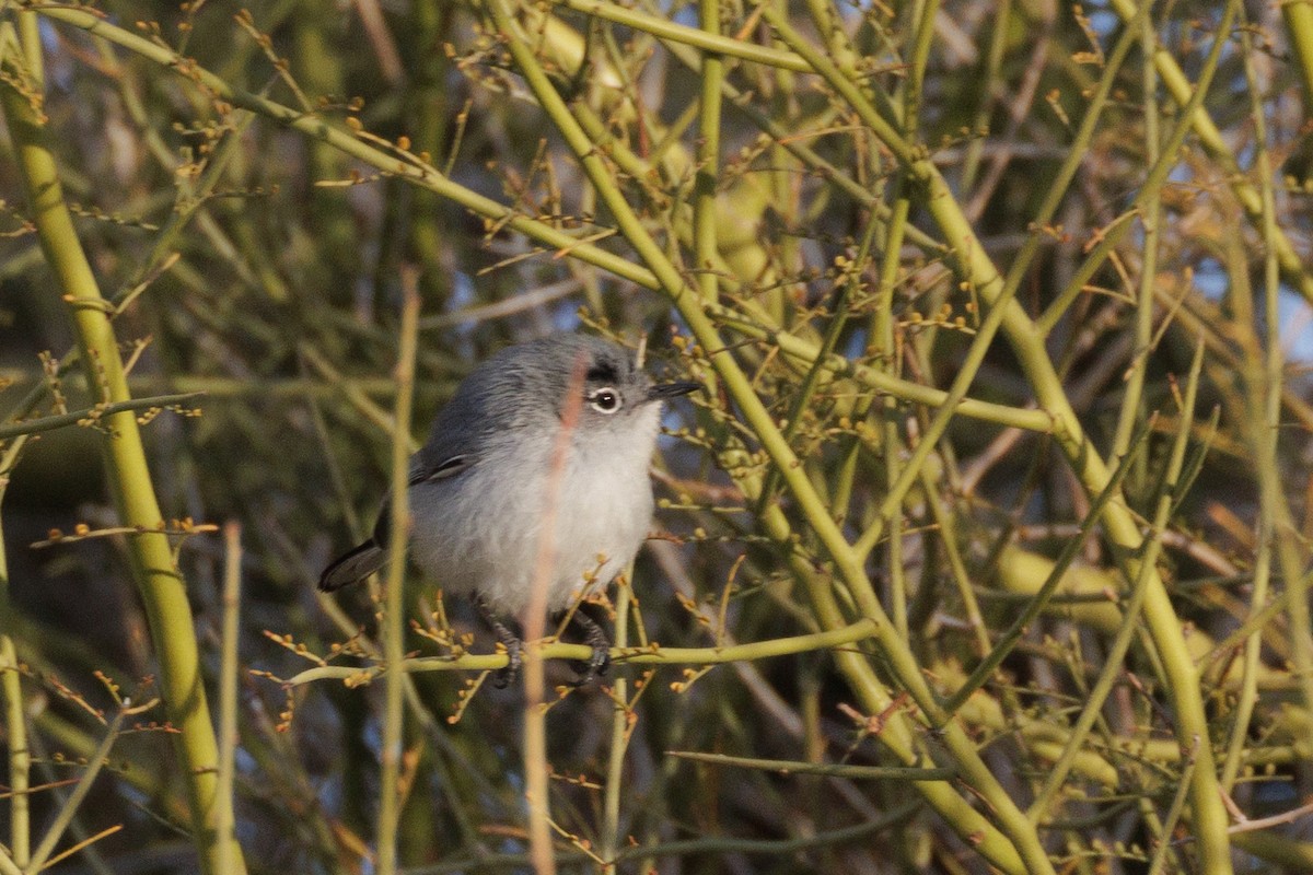 Black-tailed Gnatcatcher - ML614943667