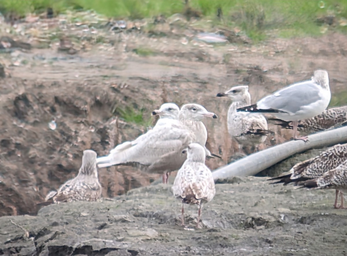 Glaucous Gull - Brendan Doe