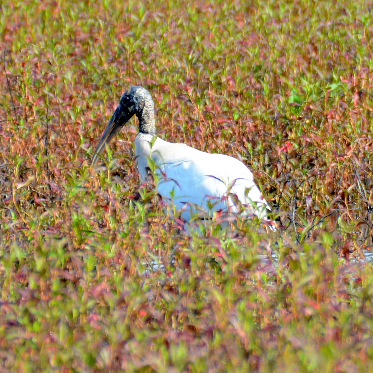 Wood Stork - ML614943671