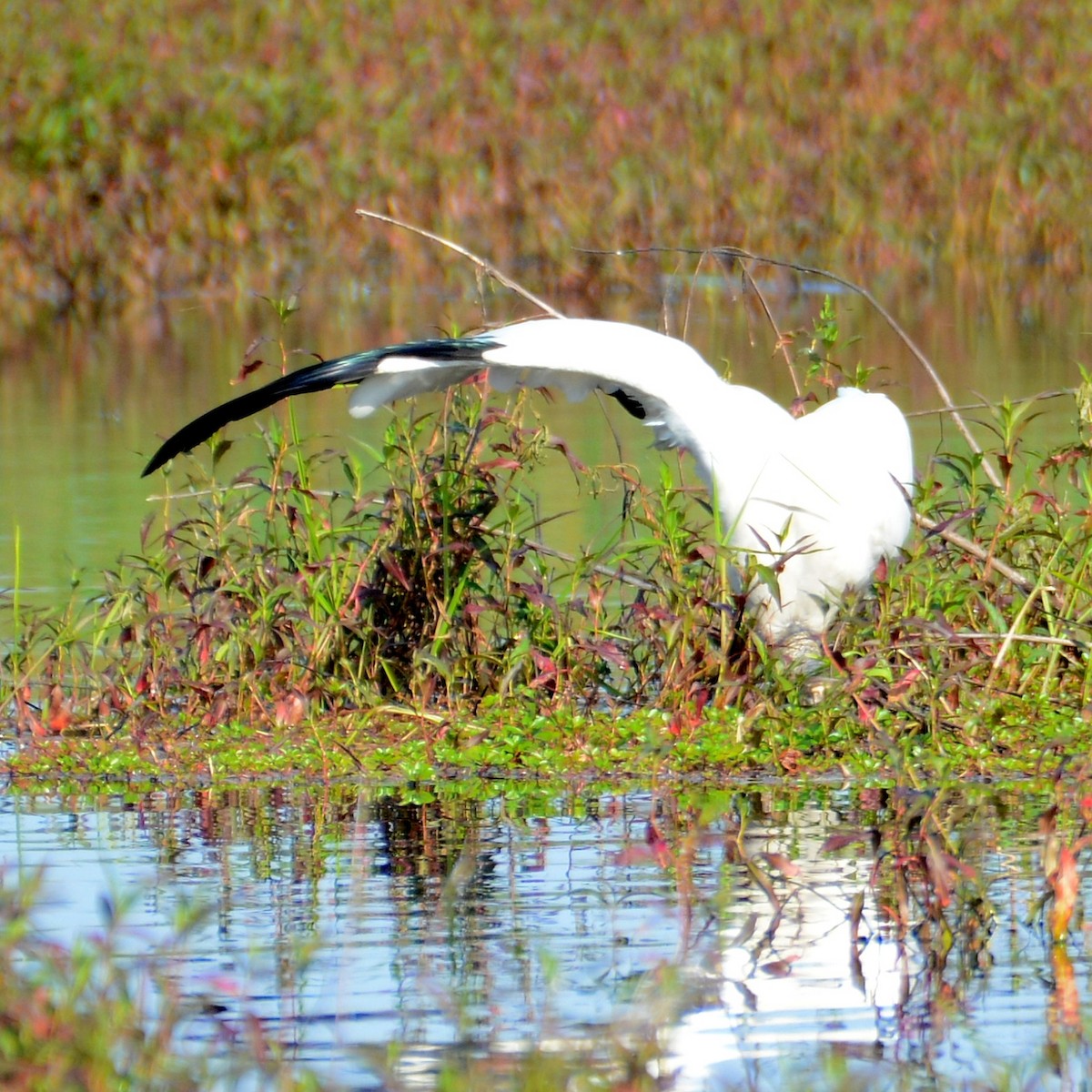 Wood Stork - ML614943672