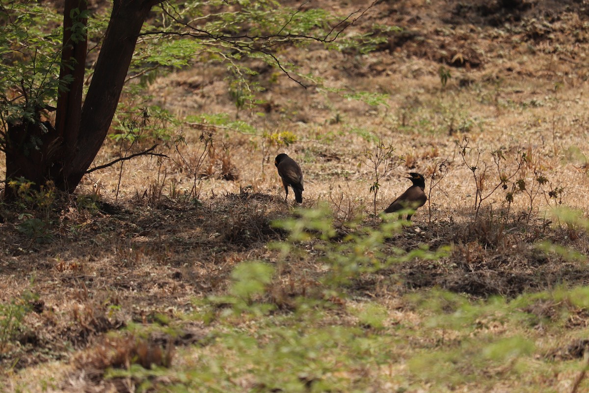 Common Myna - ML614943689