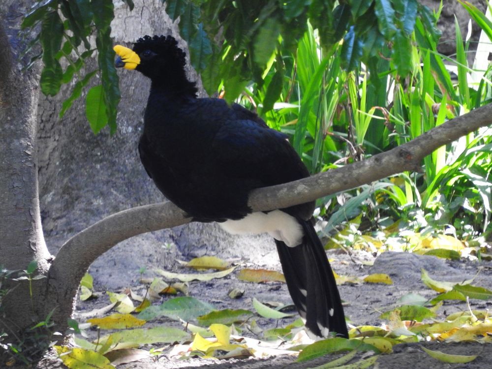 Yellow-knobbed Curassow - Fernando Nunes