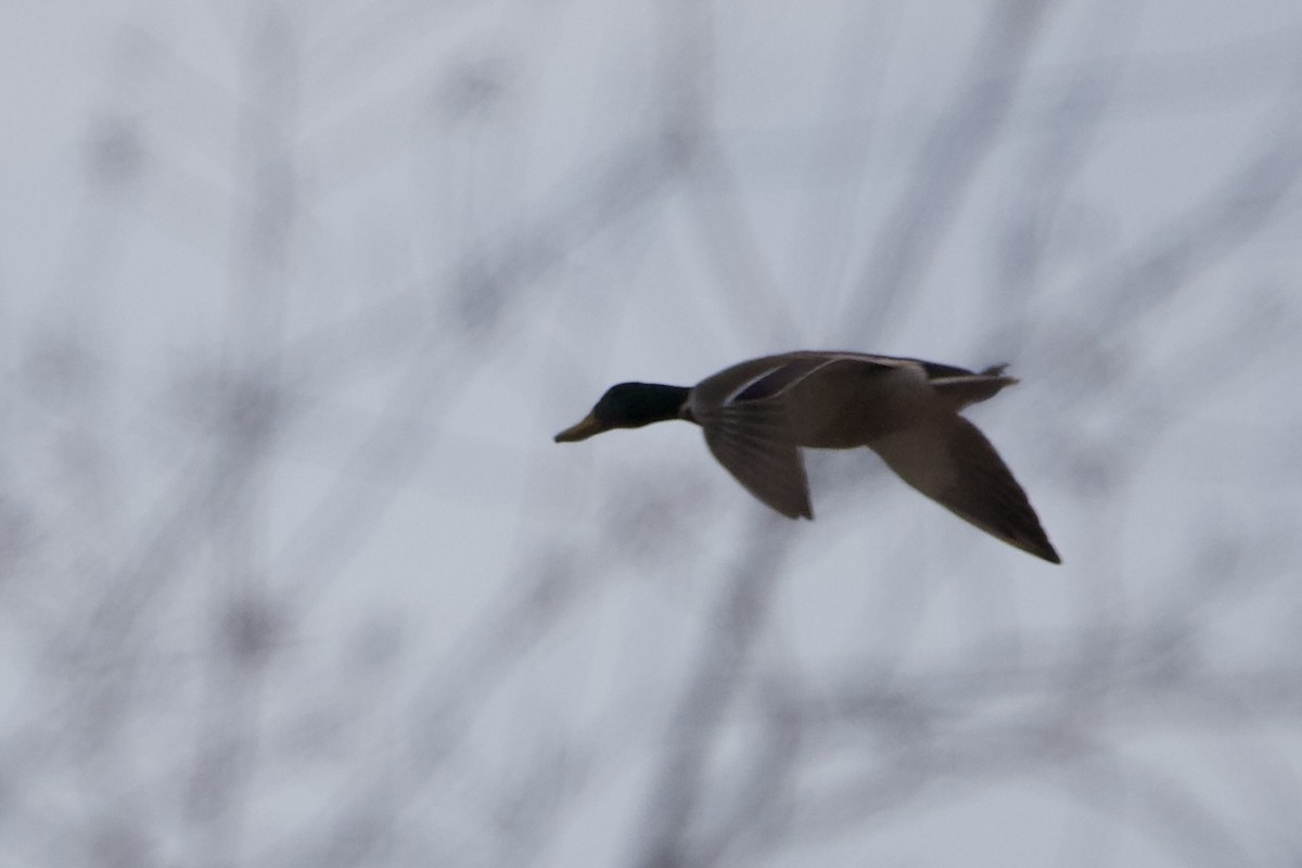 Mallard - ML614943822