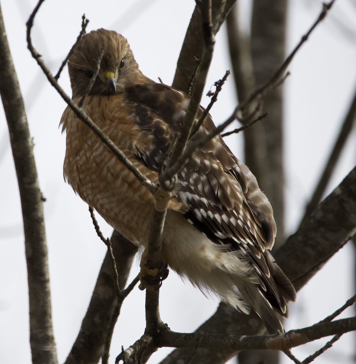 Red-shouldered Hawk - ML614943858