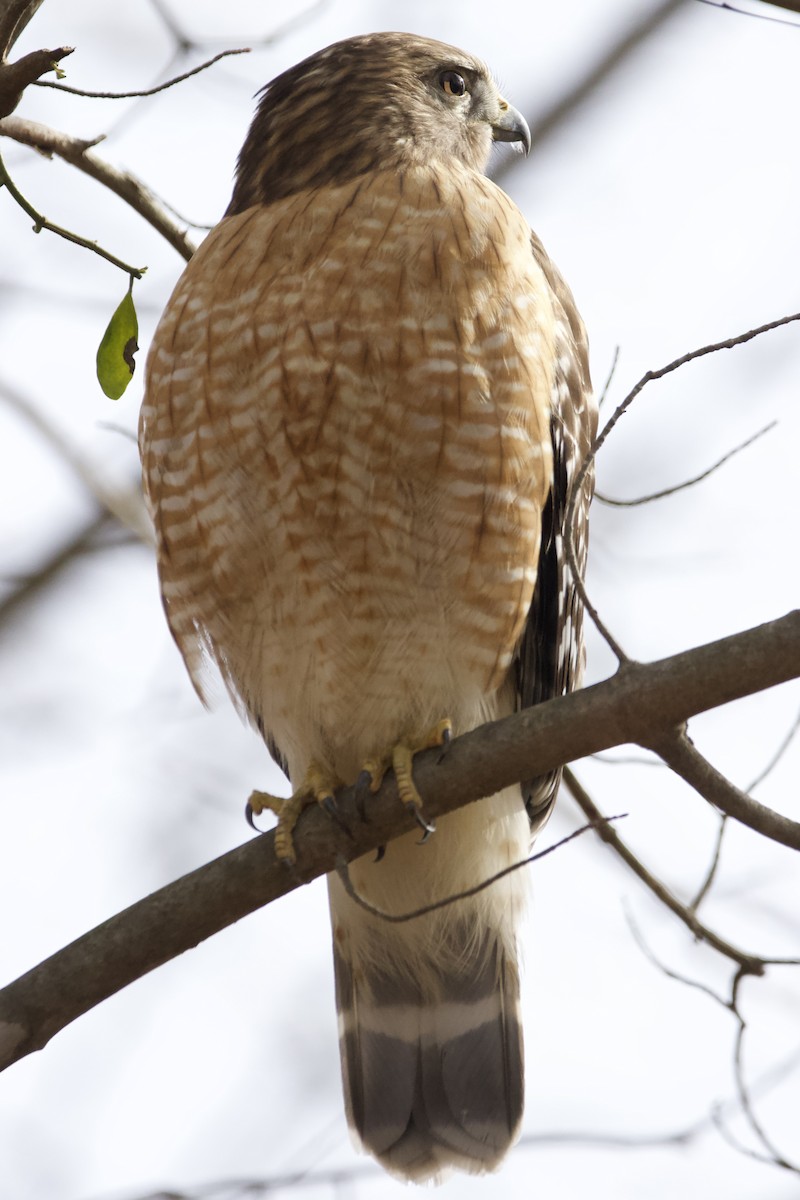 Red-shouldered Hawk - ML614943860