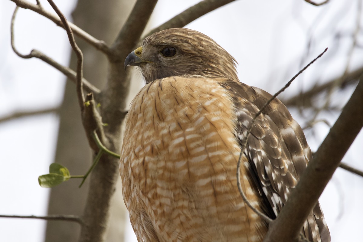 Red-shouldered Hawk - ML614943861