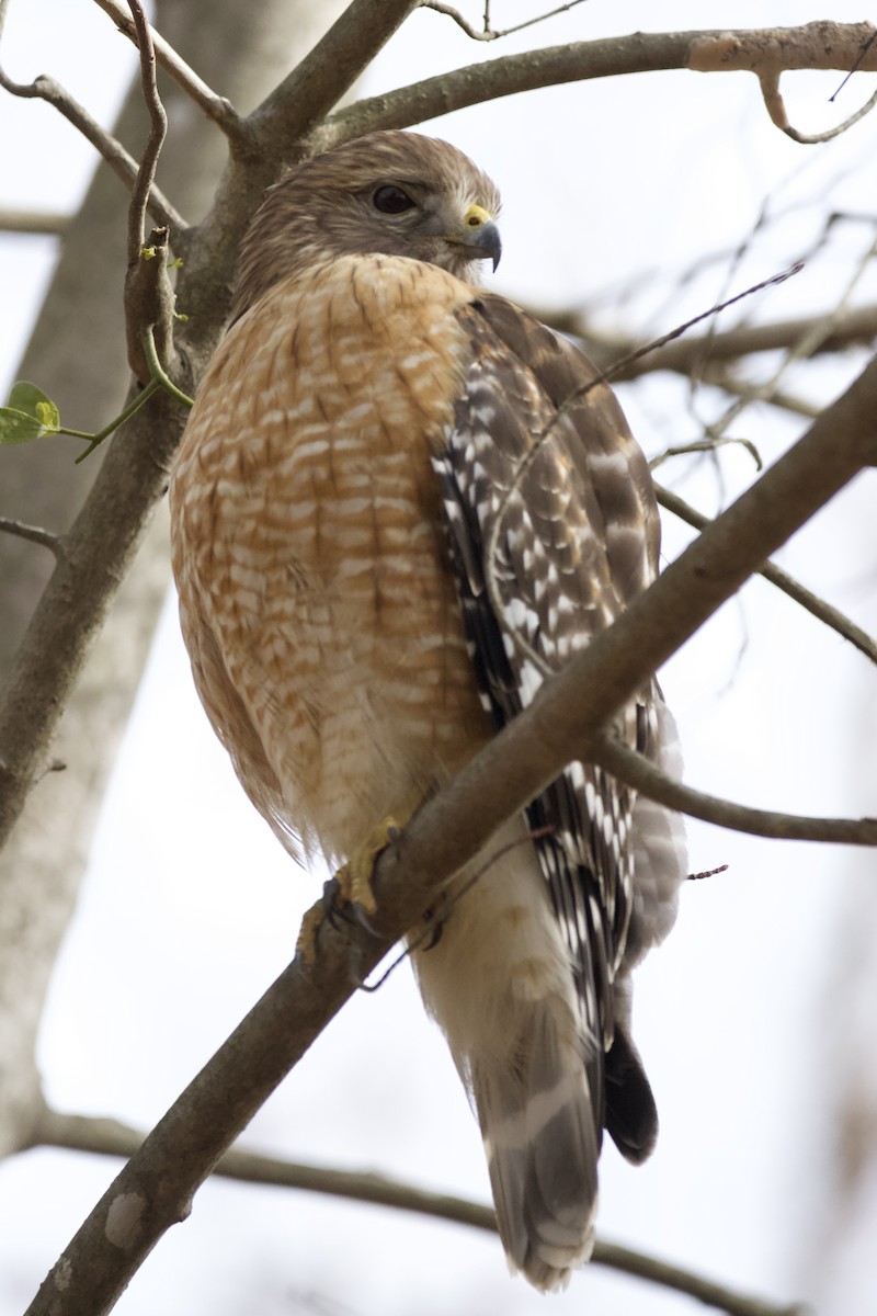 Red-shouldered Hawk - ML614943862