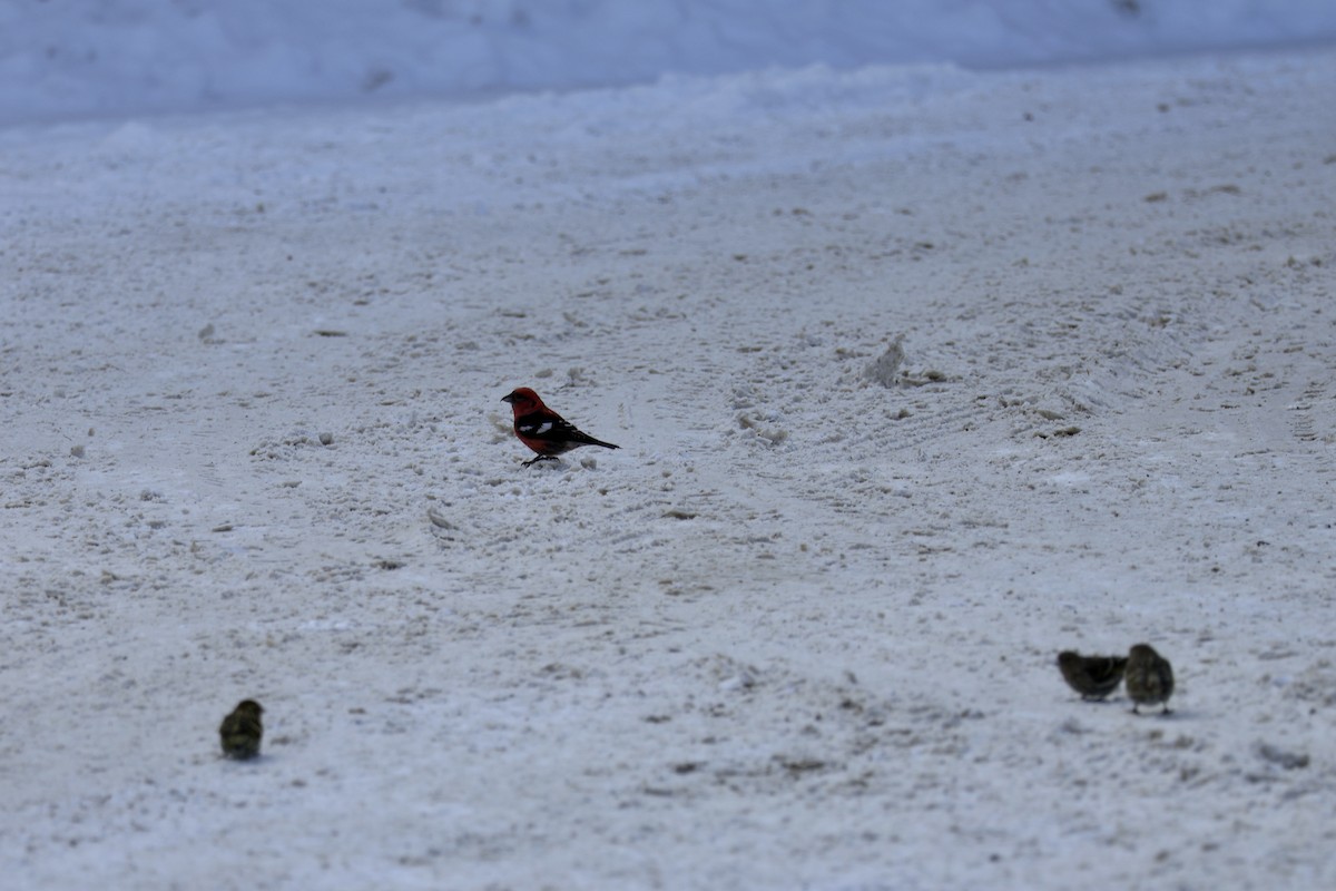 White-winged Crossbill - ML614943887