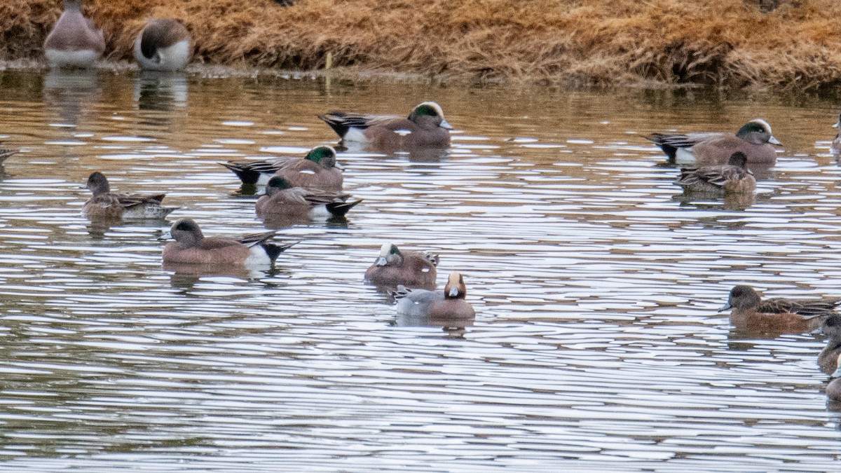 Eurasian Wigeon - ML614943893