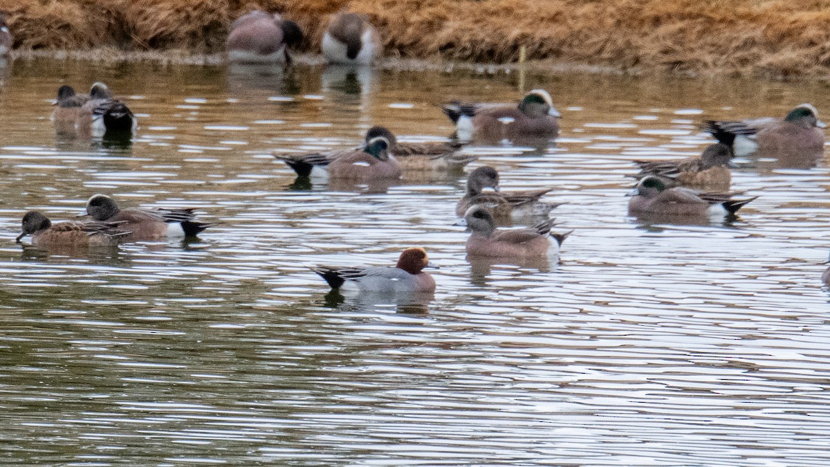 Eurasian Wigeon - ML614943895