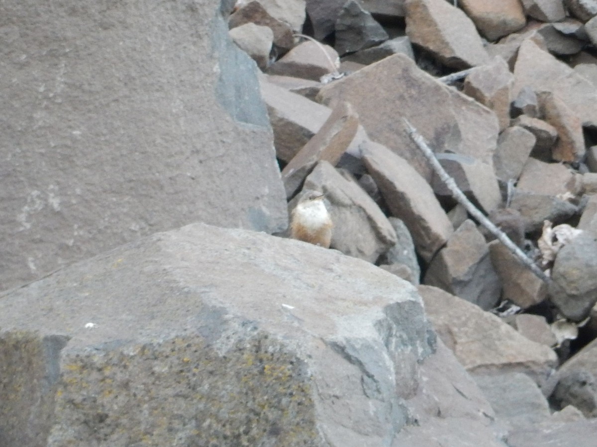 Canyon Wren - Aidan Healey