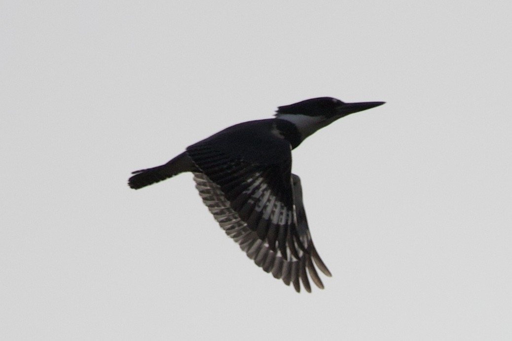 Belted Kingfisher - ML614943942