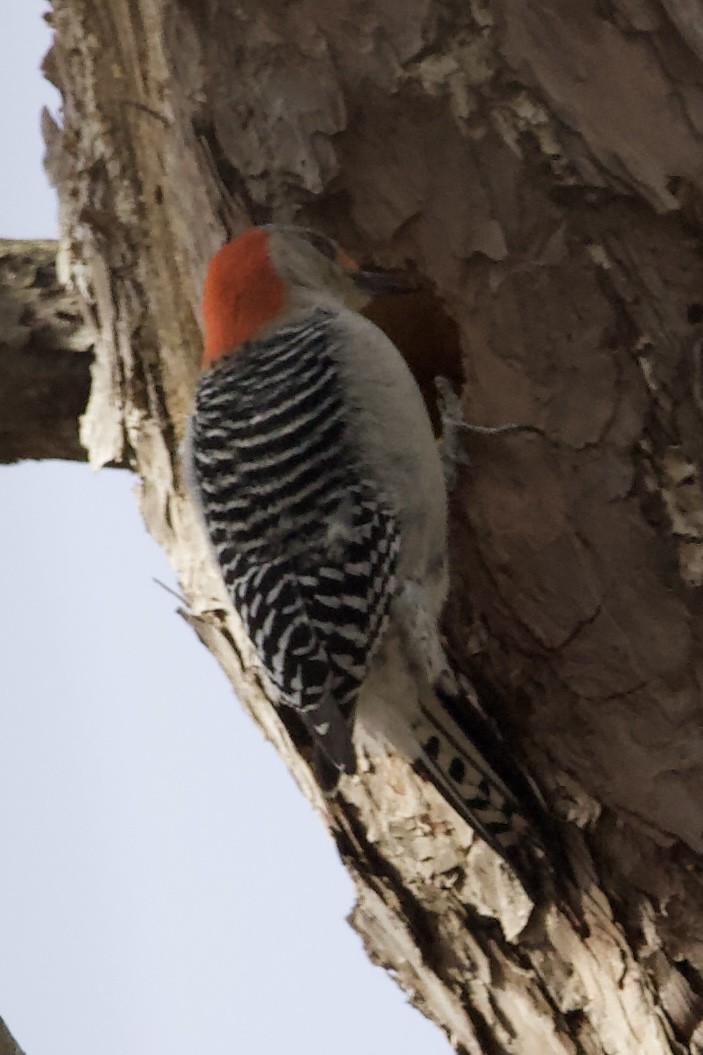 Red-bellied Woodpecker - ML614943949