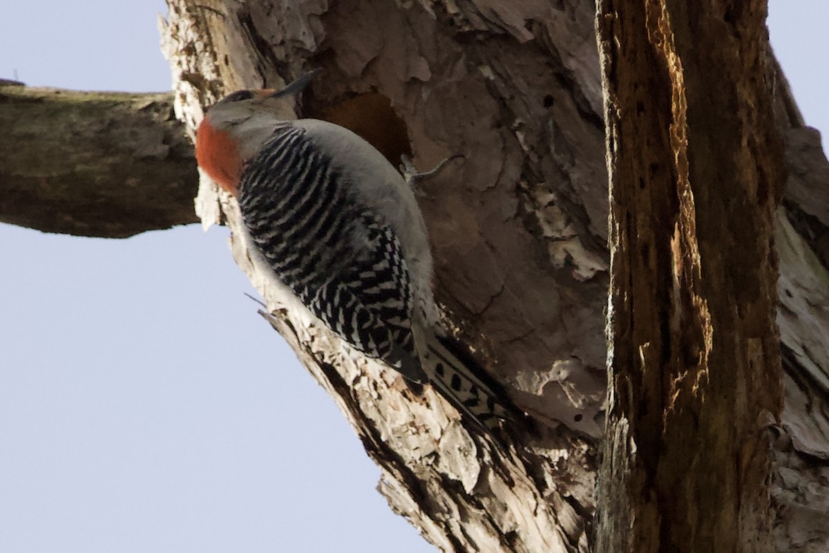 Red-bellied Woodpecker - ML614943950