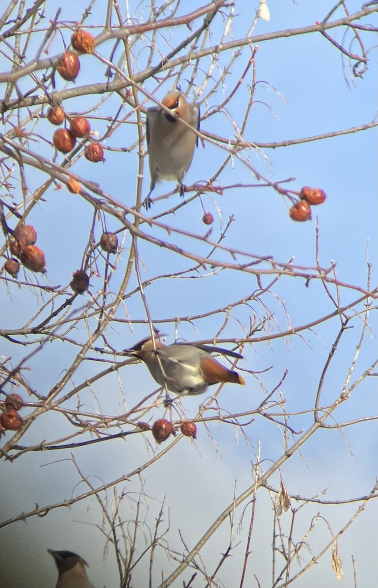 Bohemian Waxwing - Gaylee Dean