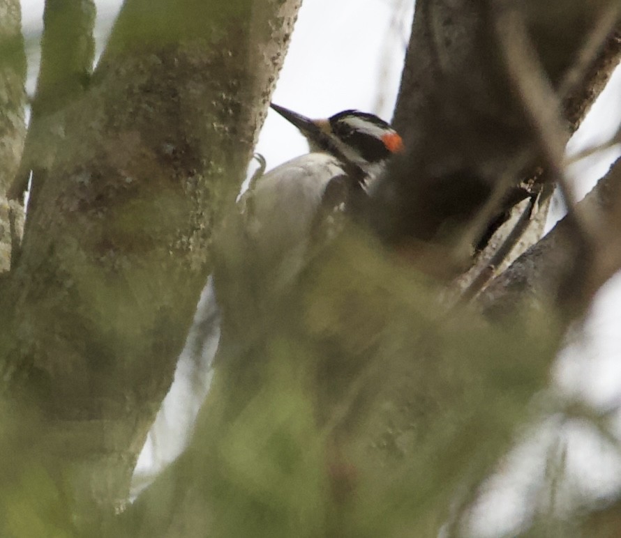 Hairy Woodpecker - ML614943955