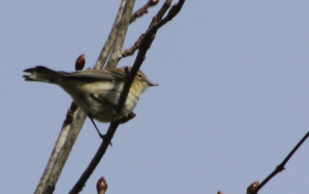 Yellow-rumped Warbler - Betty Thomas