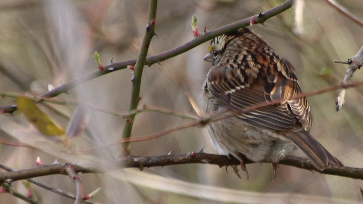 White-throated Sparrow - Betty Thomas