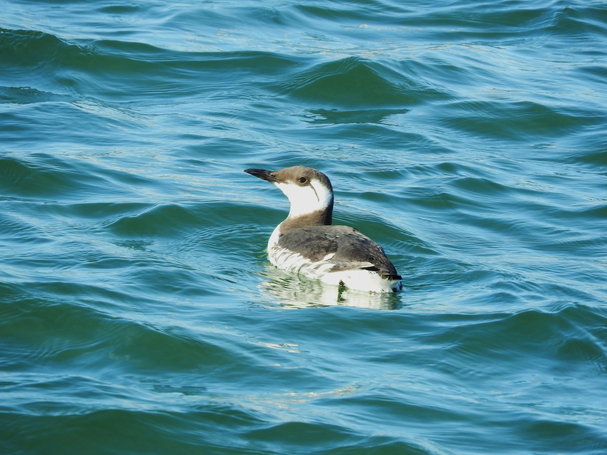 Common Murre - Marta Mesa Artabe