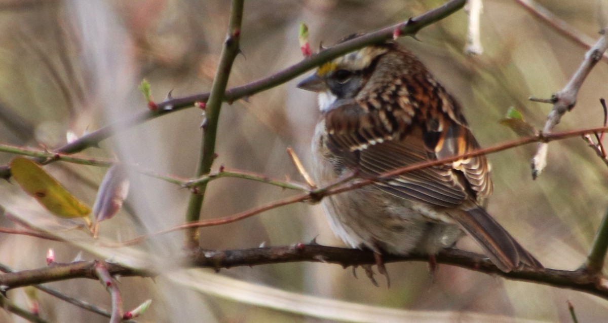 White-throated Sparrow - Betty Thomas