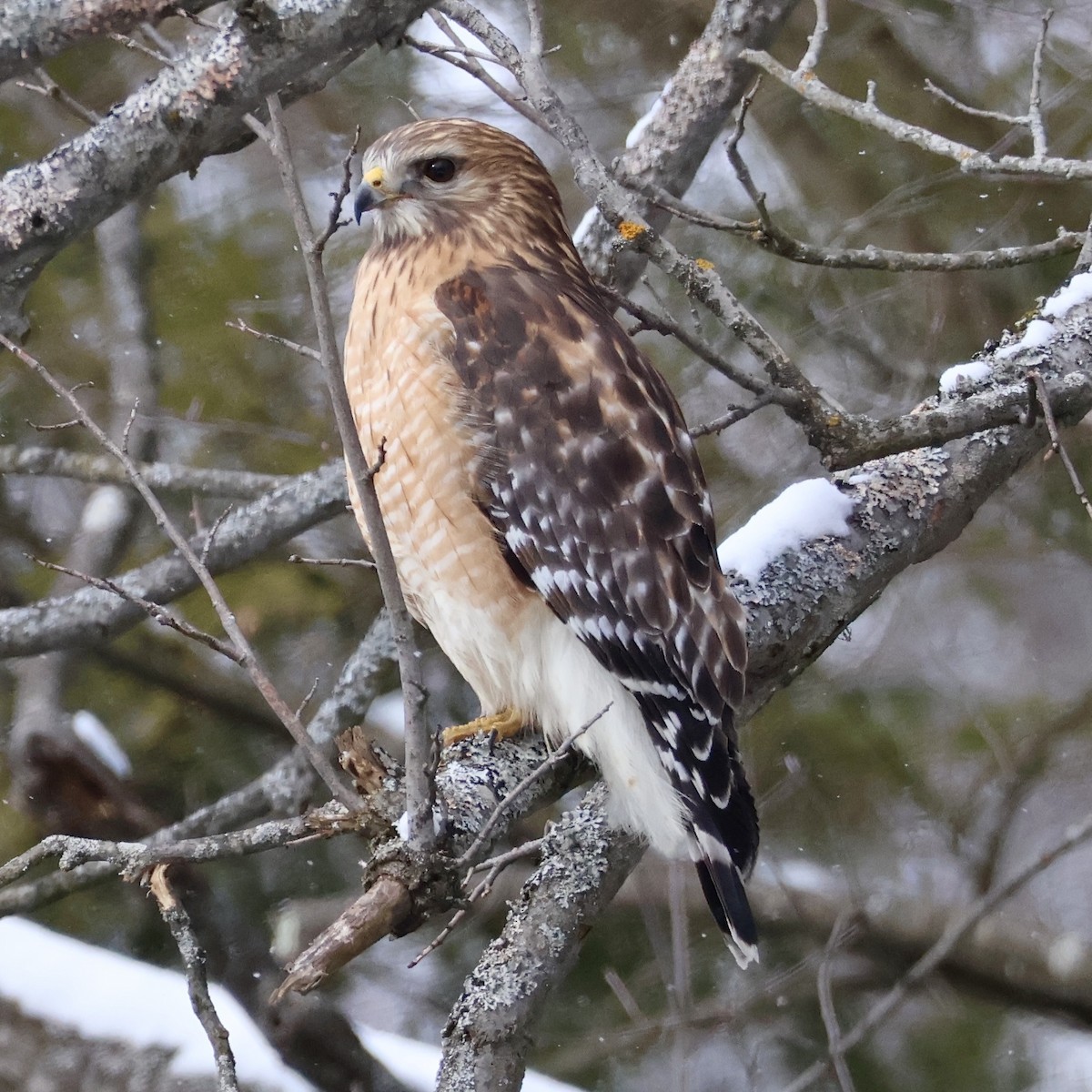 Red-shouldered Hawk - Nathan Stimson