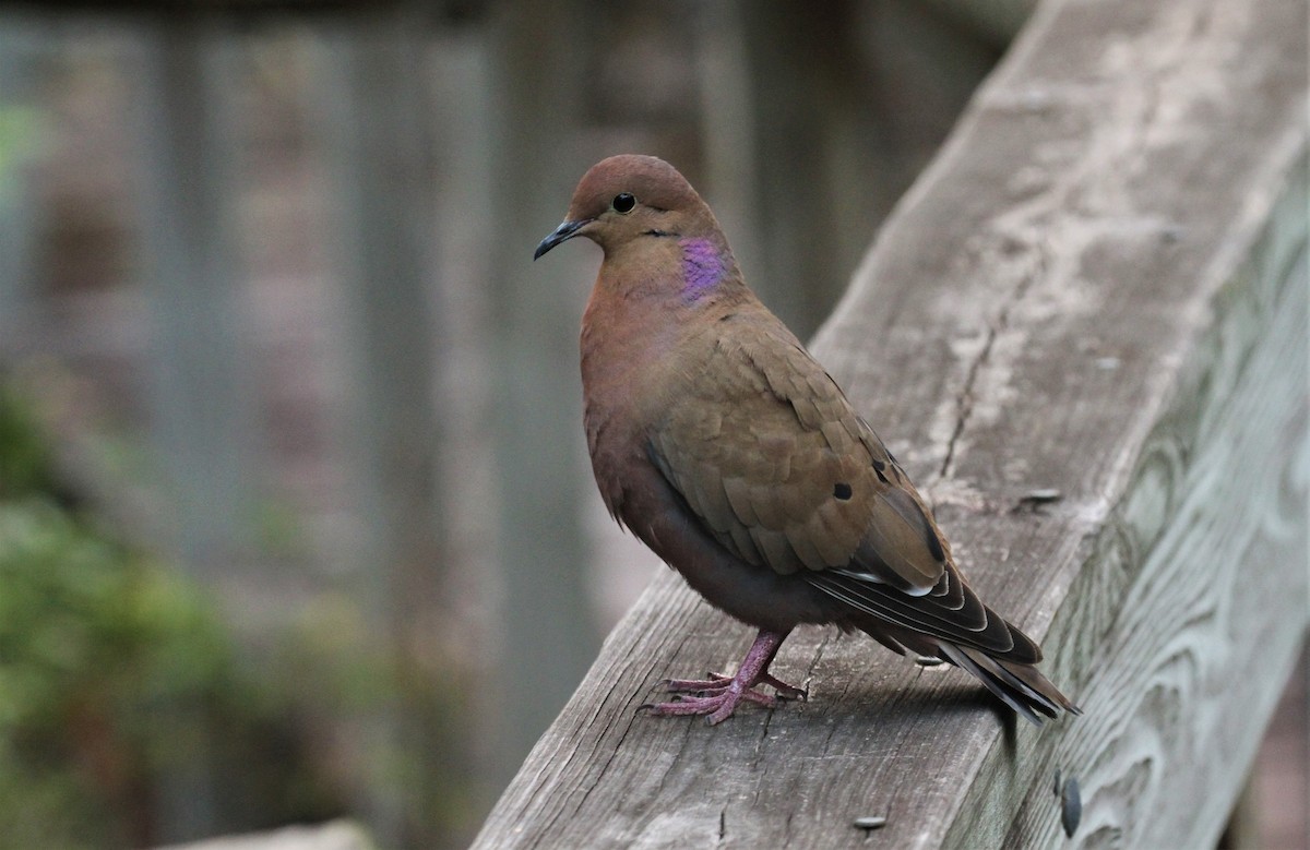 Zenaida Dove - Scott Watson