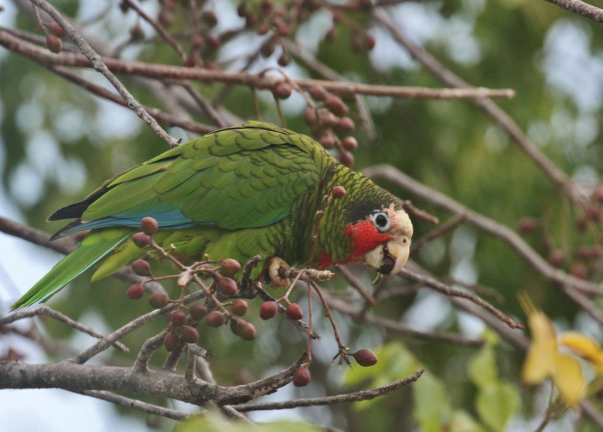 Cuban Amazon - Scott Watson