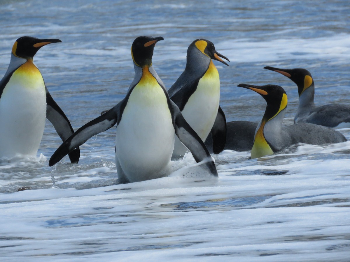 King Penguin - ML614944102