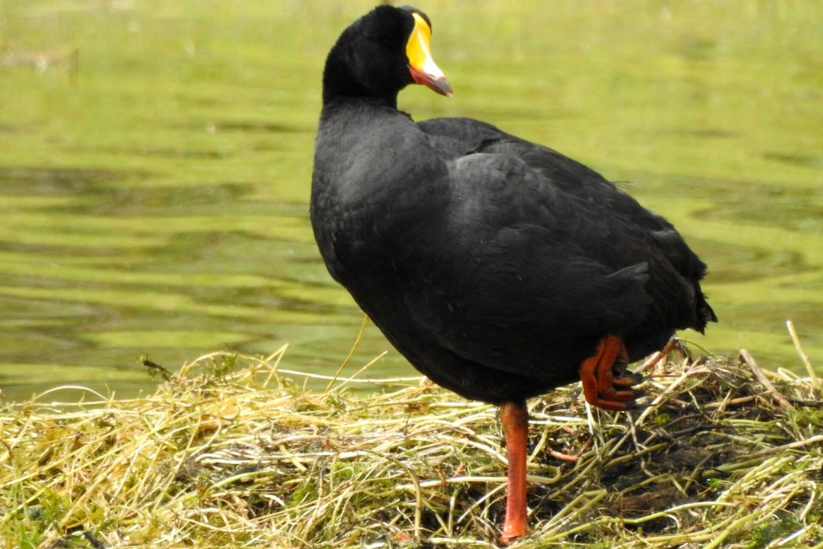 Giant Coot - ML614944133