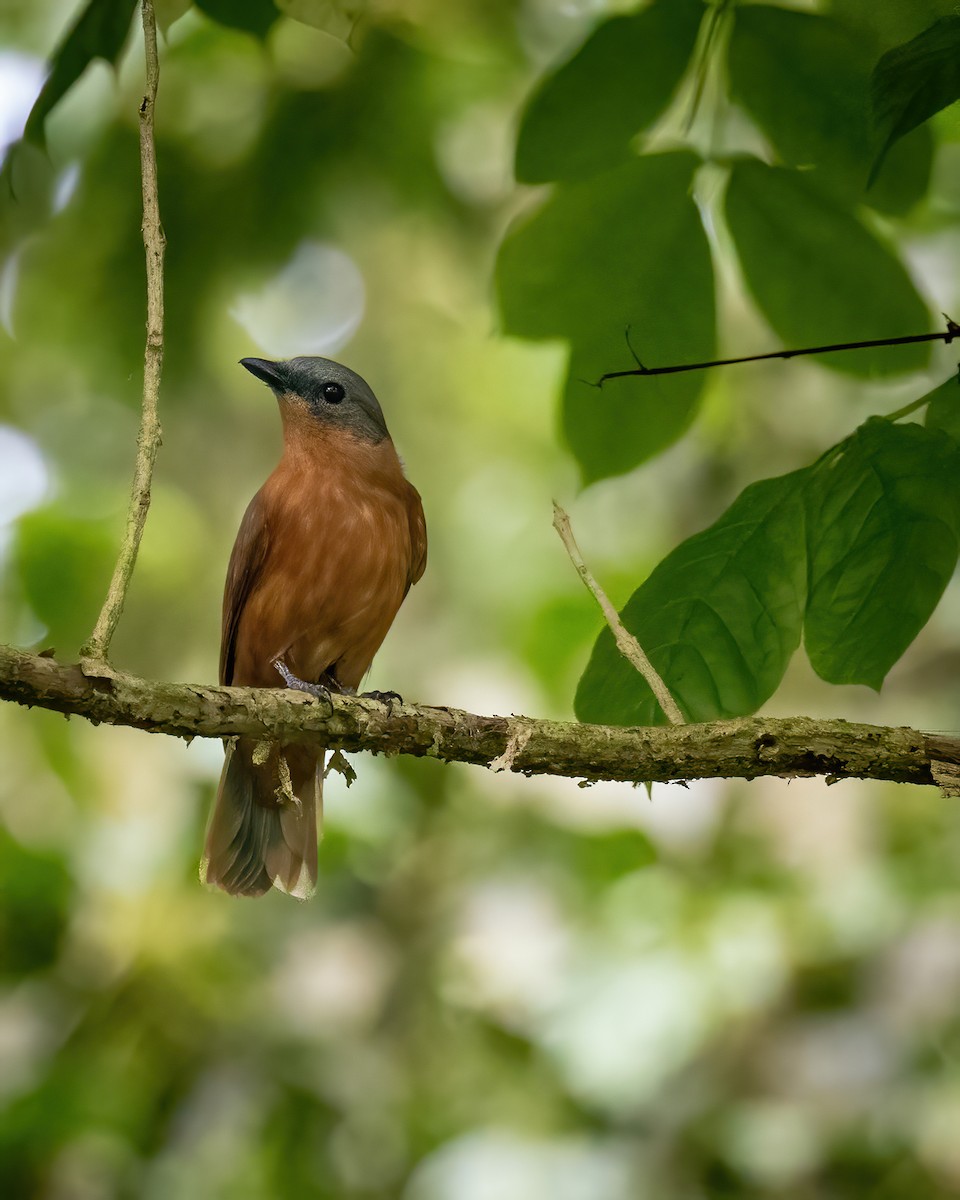 Pohnpei Cicadabird - ML614944155