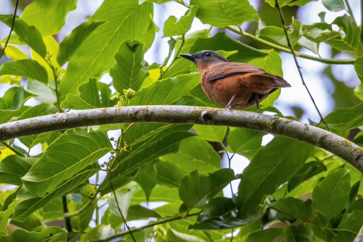 Pohnpei Cicadabird - ML614944156