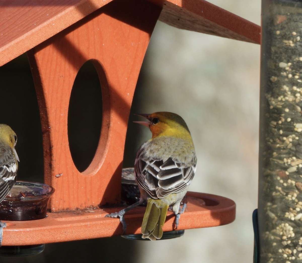 Bullock's Oriole - Karen & Tom Beatty