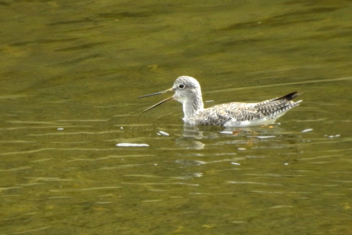 Greater Yellowlegs - ML614944162