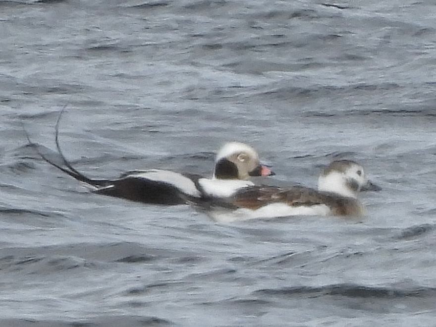 Long-tailed Duck - ML614944180