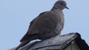 Eurasian Collared-Dove - Tana Coetzer