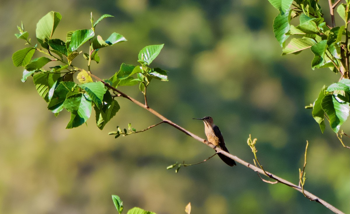 Giant Hummingbird - ML614944188