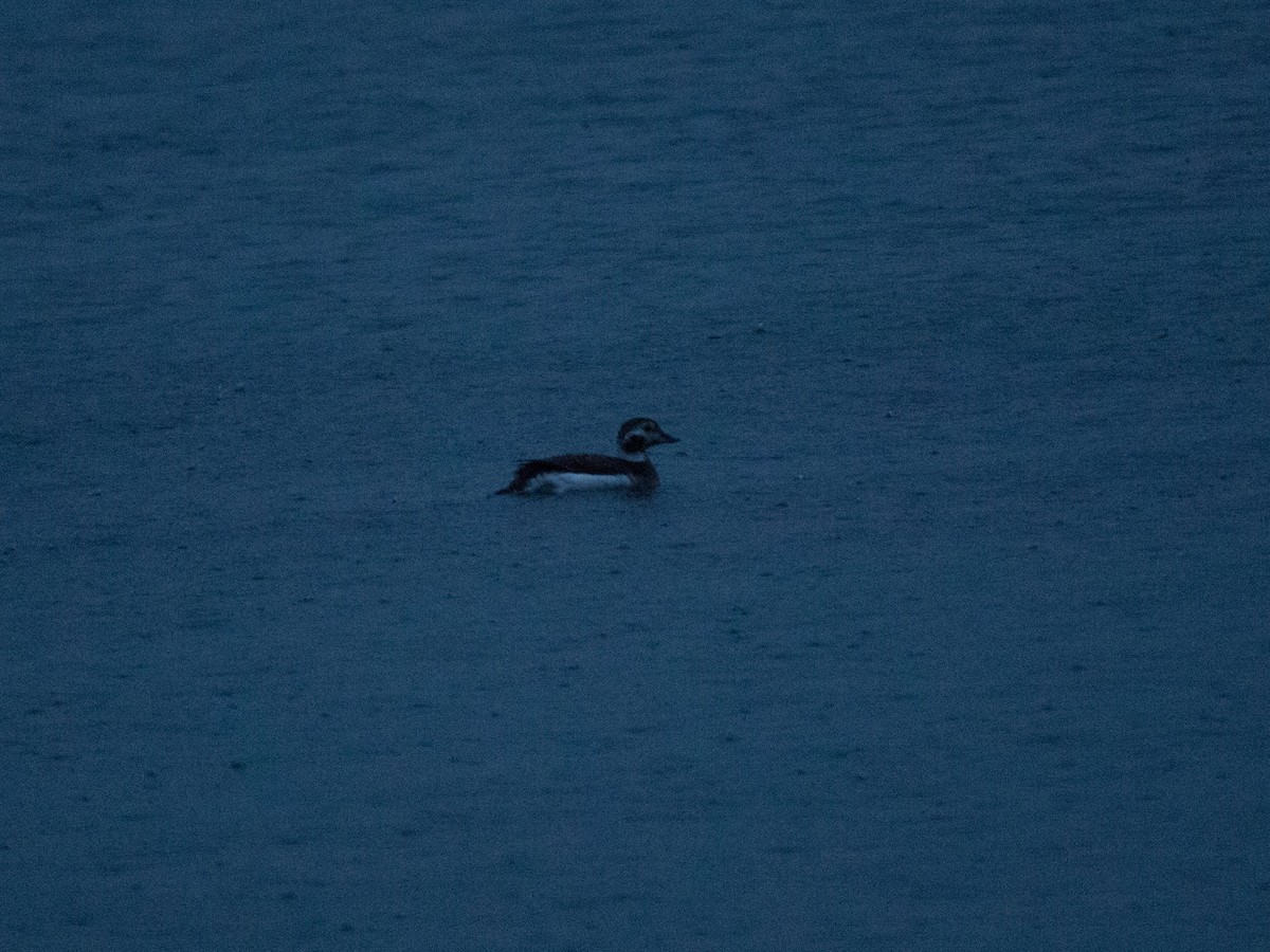 Long-tailed Duck - ML614944212