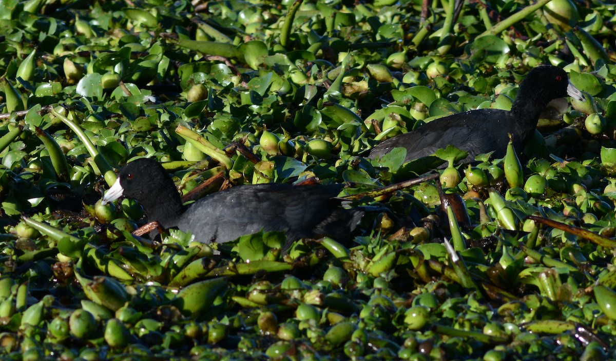 American Coot - ML614944266