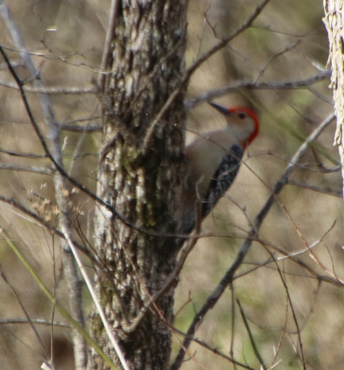 Red-bellied Woodpecker - Betty Thomas