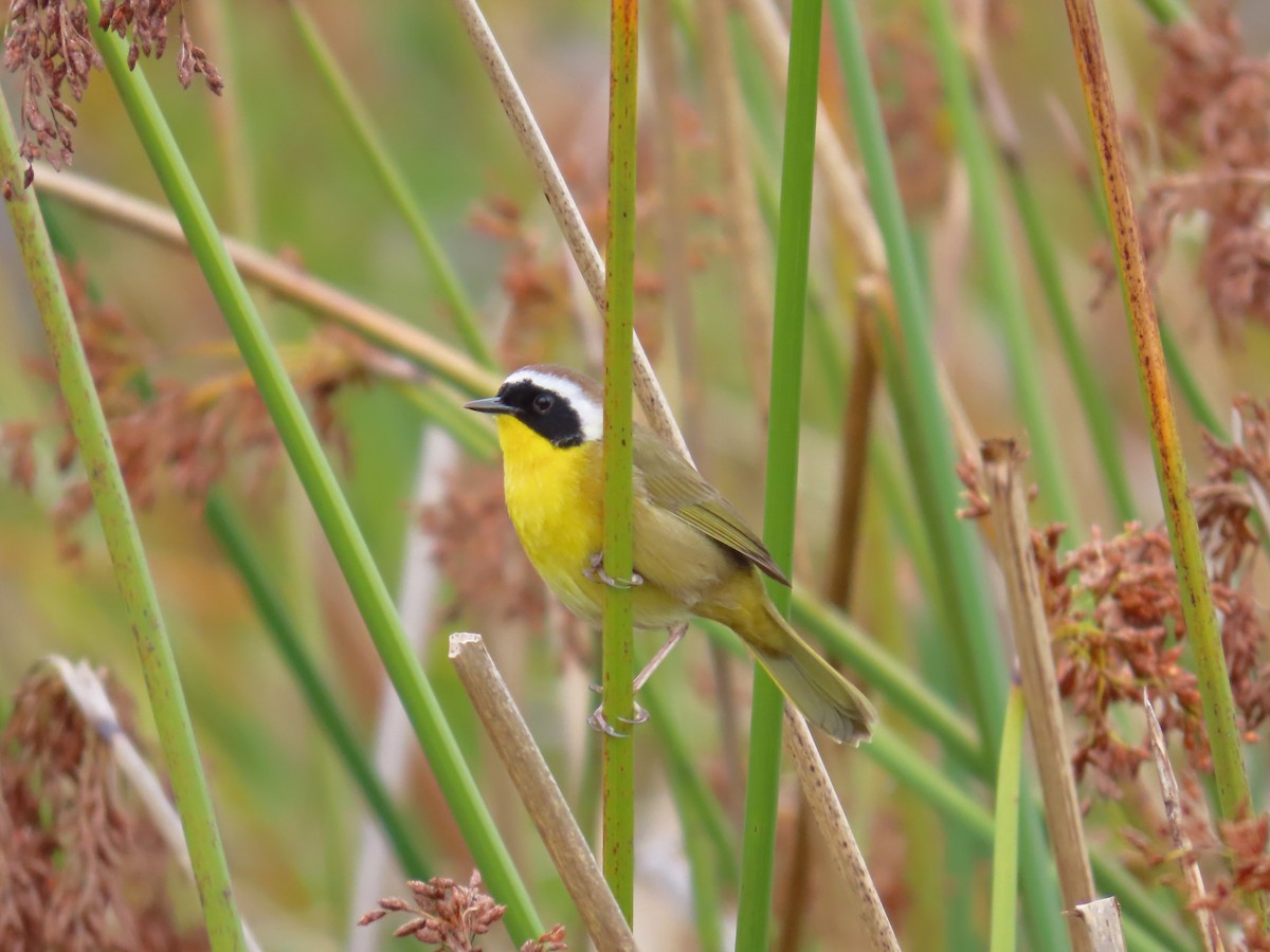 Common Yellowthroat - ML614944294