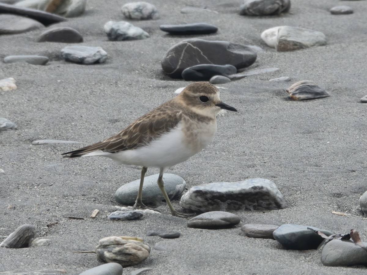 Double-banded Plover - ML614944357