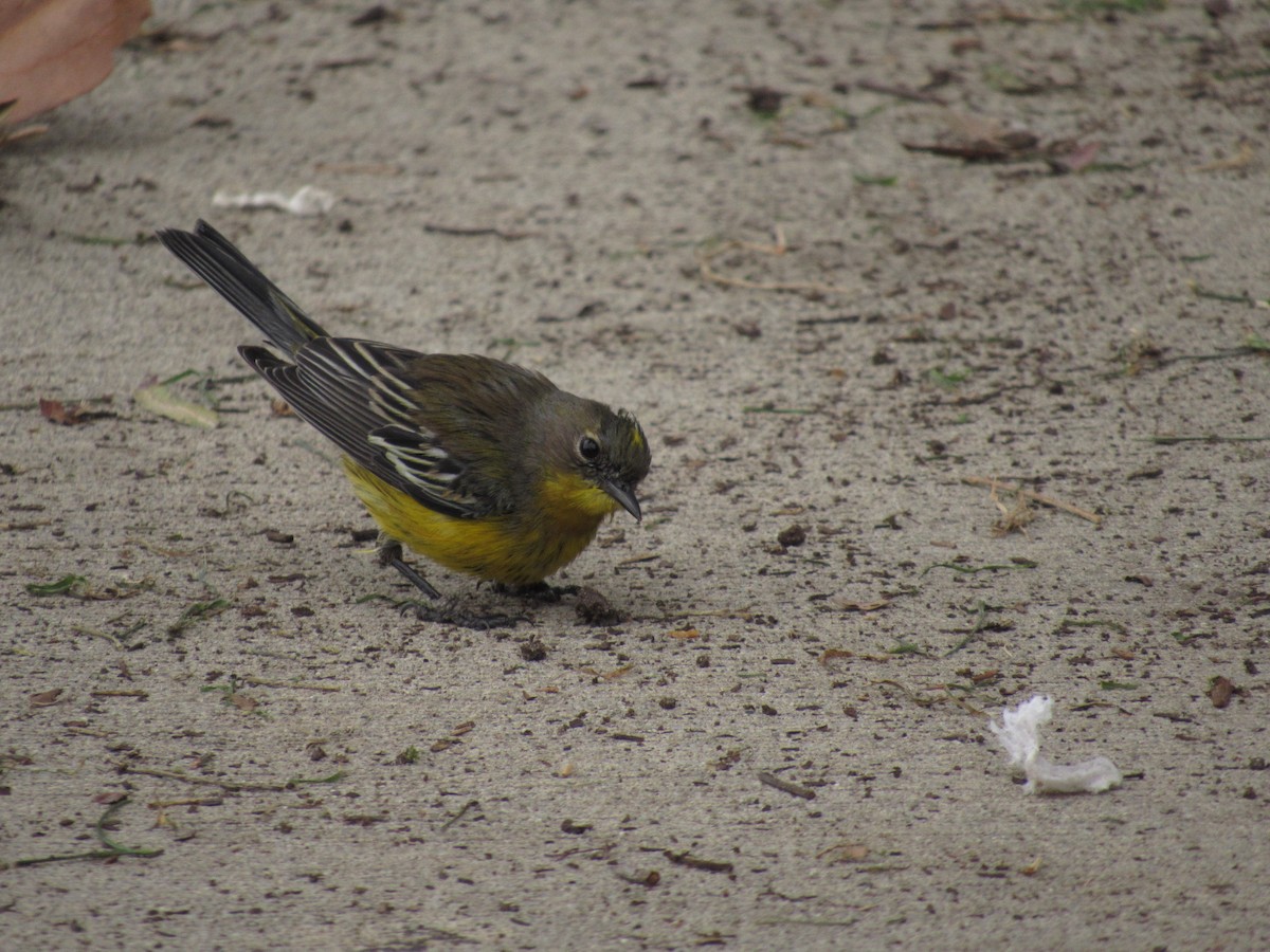 Magnolia x Yellow-rumped Warbler (hybrid) - ML614944382