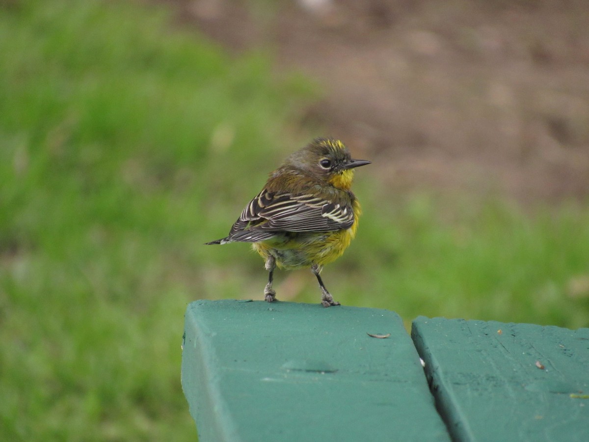 Magnolia x Yellow-rumped Warbler (hybrid) - ML614944385